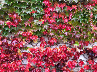 Red ivy climbing on a wall