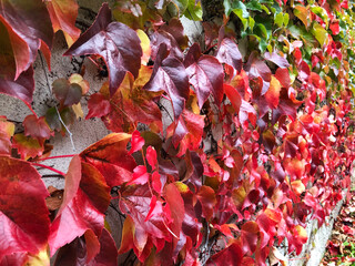 Red ivy growing on a wall