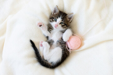 cute brown kitten cat on a white blanket at home close-up looking at the camera. High quality photo