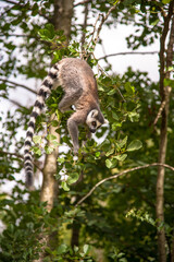 lemur eating on tree