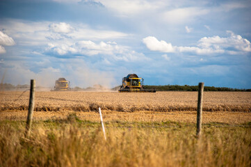 Fototapeta premium combine harvester working on a field