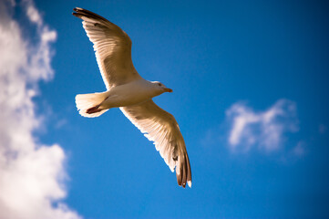 seagull in flight