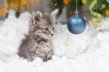 Fototapeta na wymiar Christmas cat. A small gray kitten plays in the snow with a blue ball. With space for text copy space.