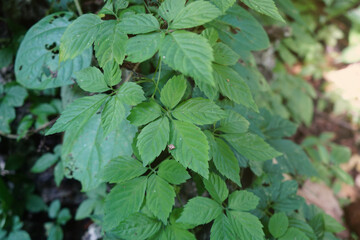 Fototapeta na wymiar Jiaogulan leaves, Plant is biennial vine. The leaf is used to make medicine. Jiaogulan is sometimes referred to as Southern Ginseng