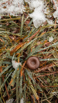 Lactarius rufus mushroom in the snow. Red hot milk cap in late autum