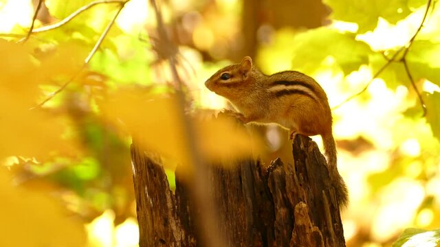 Adorable Colorado chipmunk standing on tree trunk between yellow autumn leaves. Close up fixed shot