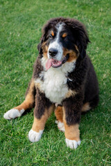 Bernese mountain dog on the garden with green grass