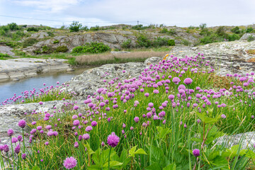 Meadow with lila flowers above the bay and the water below the hill