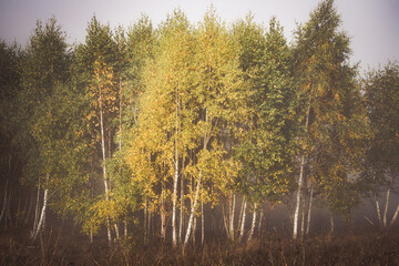 Obraz premium beautiful foggy autumn morning landscape in rural Transylvania