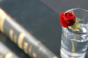 small red rose. fresh red rose on antique book background