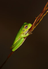 White-lipped tree frog (Nyctimystes infrafrenatus) hanging on the Ficus aerial roots 