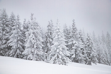 magic winter landscape with snowy fir trees