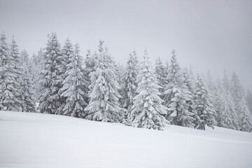 magic winter landscape with snowy fir trees