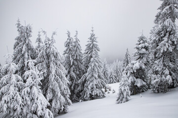 Obraz premium magic winter landscape with snowy fir trees