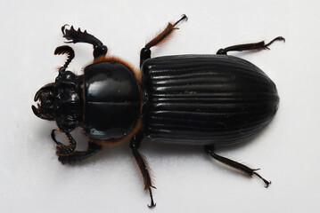 Stag beetle from Sorong, West Papua, Indonesia. 