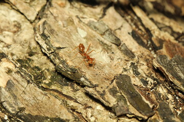 fire ant walking on the white trunk 