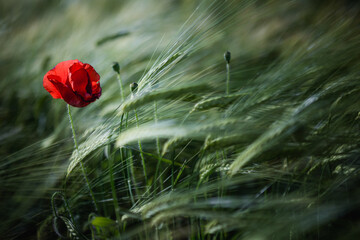 Poppy in a field of green grass