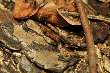 fire ant walking on the trunk besides the brown leaf