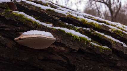 Fomes fomentarius mushroom on the trunk of the tree covered with snow. Hoof fungus plant growing during autumn season - obrazy, fototapety, plakaty