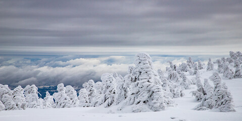 magic winter landscape with snowy fir trees