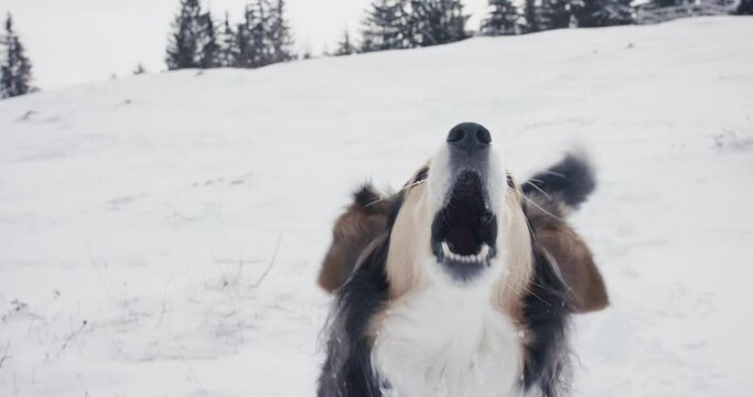 Dog barking looking at camera walking in winter Alps snow close up