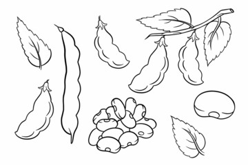 Beans set. Fresh green beans and red beans.