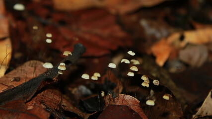 tiny white mushroom on the leaves litter
