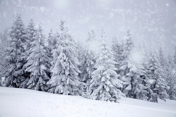 magic winter landscape with snowy fir trees