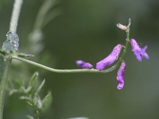 Lilac flower peas on a green blurred background