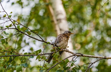 Bird Blackbird on the branch of a birch in summer