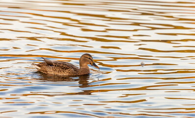 Ducks in the autumn pond