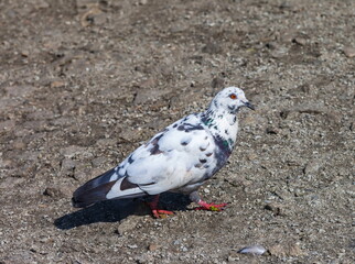 Bird dove on the background of the earth