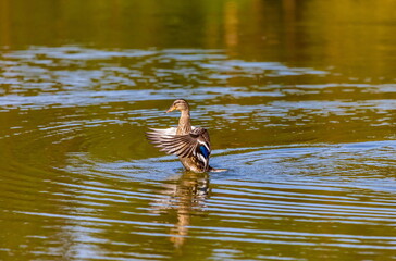 Ducks on the water pond in summer closeup