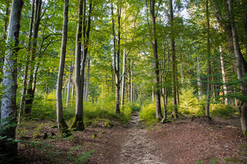 Herbstwald im Abendlicht