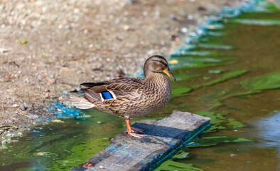Obraz premium Ducks on the pond in the summer closeup