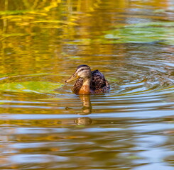 Ducks on the water pond in summer closeup