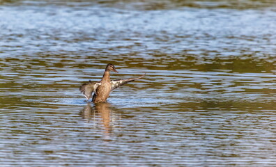 Ducks on the water pond in summer closeup