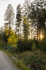 Herbstwald im Abendlicht