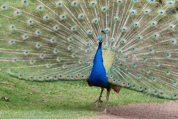 Obraz premium Paon qui fait la roue