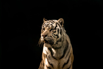 White tiger with open mouth on a black background. The symbol of 2022.