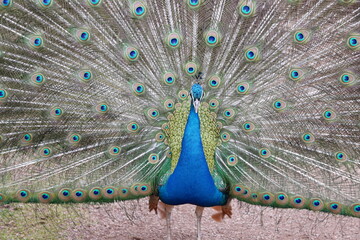 Obraz premium Paon qui fait la roue