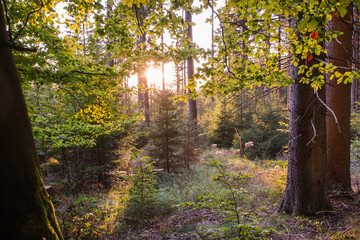 Herbstwald im Sonnenuntergang Sonnenlicht Gegenlicht