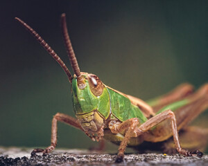 grasshopper on the rock