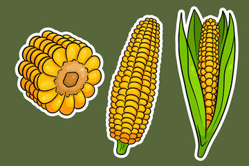 Corn set. Fresh corn cobs with and without leaves.