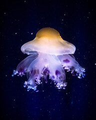 jelly fish in the water