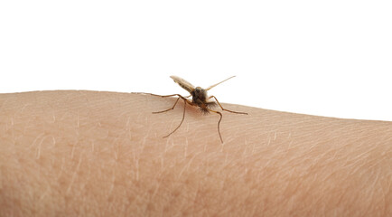 Mosquito on human's skin against white background, closeup