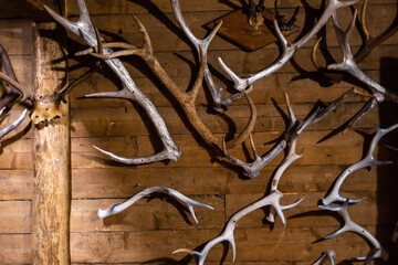 Deer head trophy collection on a wall.