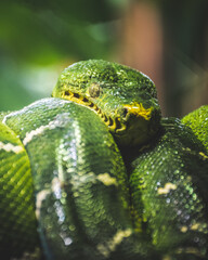 green snake on a tree