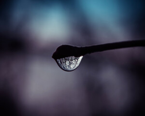 water drop at branch