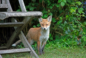 Urban fox cubs exploring and playing in the garden